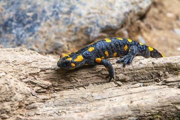 Spotted salamander climbing wood.
