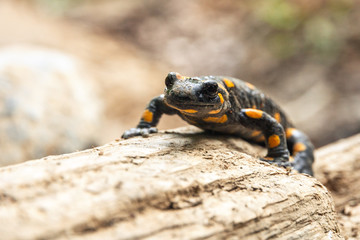Spotted salamander climbing wood.
