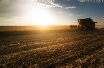 Fototapeta premium Harvesting of wheat fields in summer