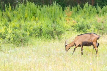 Goats on pasture