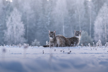 Cougar(Puma concolor