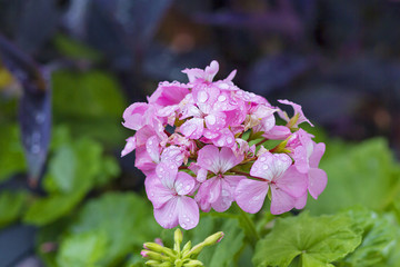 Geranium with water drops