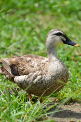 duck