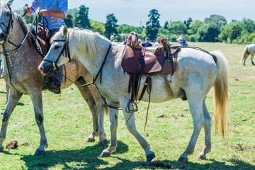 Cheval camarguais.