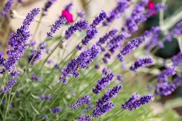  the flourishing lavender  in Provence, near Sault, France