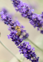 Lavender field in Provence, near Sault, France