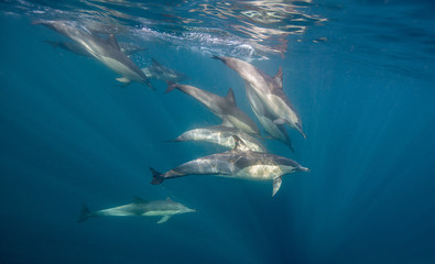 Common dolphins feeding on sardines during the annual sardine run off the east coast of South...