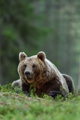 Obraz na płótnie Canvas Male brown bear lying in forest. Bear resting.