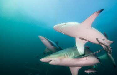 Naklejka premium Oceanic black tip sharks at Aliwal Shoal, South Africa.