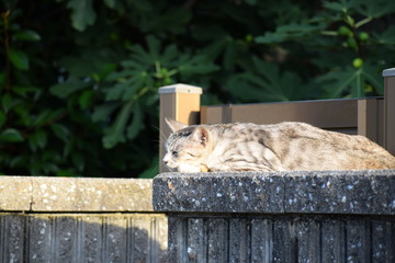 昼寝をしている猫