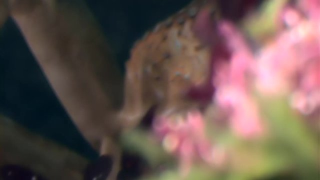 Crab hios underwater in search of food on seabed of White Sea Russia. Unique macro video close up. Predators of marine life on background of pure and transparent water stones.