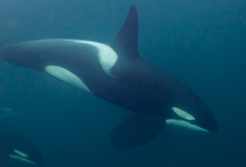 Naklejka premium Underwater view of killer whales, Norway.