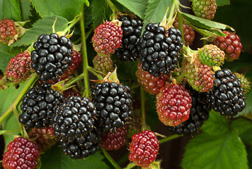 Blackberry fruit in garden
