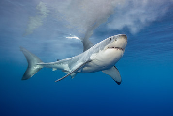 Great white shark underwater view, Guadalupe Island, Mexico.