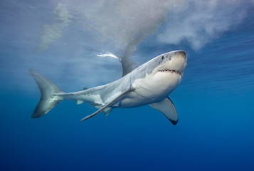 Obraz premium Great white shark underwater view, Guadalupe Island, Mexico.
