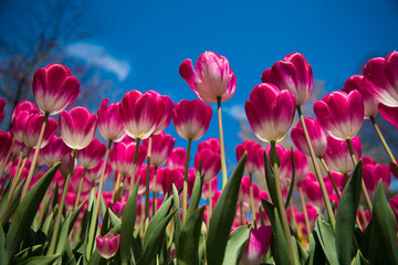Pink Tulips in the Garden with Blue Sky