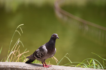 rock dove
