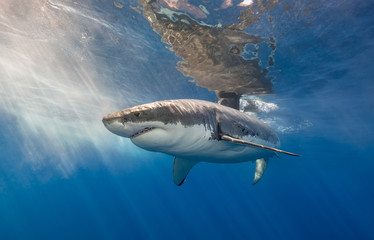 Fototapeta premium Great white shark underwater view, Guadalupe Island, Mexico.