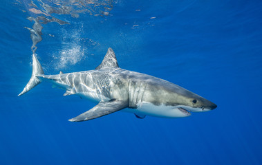 Great white shark underwater view, Guadalupe Island, Mexico.