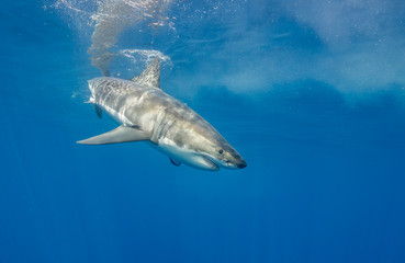 Great white shark underwater view, Guadalupe Island, Mexico.