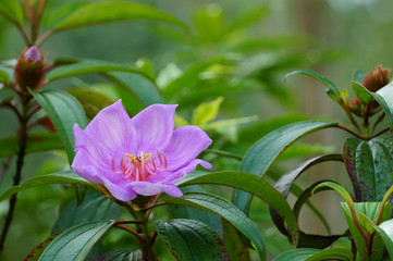 Purple myrtly flower (Rhodomyrtus tomentosa) blooming on the hillside