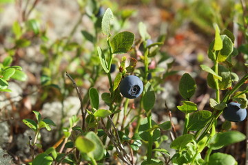 Myrtille dans la forêt finnoise