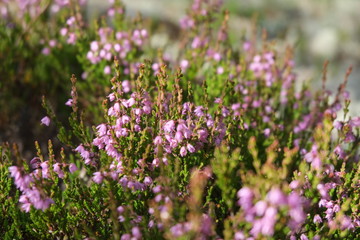 Pink flowers in a finnish forest