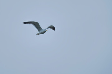 seagull in flight