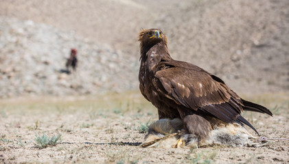 Kyrgyzstan Birds of Prey