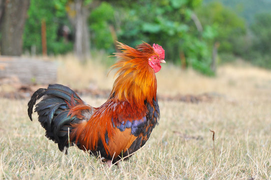 Beautiful multi colored rooster on farm. Colorful cock in backyard
