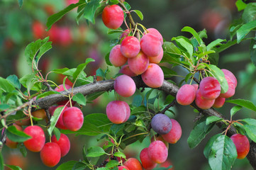 Ripe plums on branch. Plum plantation with a ripe plums on tree