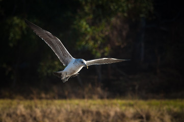 Kelp Gull 2