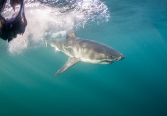Fototapeta premium Underwater view of a great white shark, False Bay, Cape Town, South Africa.