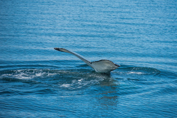 Whale in the Dalvik Fjord