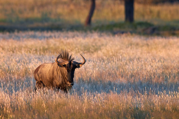 Blue wildebeest, Connochaetes taurinus, large antelope walking in dry grass directly at camera in Kalahari savanna. Gnu in best light, illuminated by setting sun. Wildlife photography in Kgalagadi.