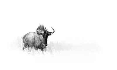 Zelfklevend Fotobehang Antilope Artistic, black and white photo of Blue wildebeest, Connochaetes taurinus, large antelope walking in dry grass directly at camera in Kalahari.  Wildlife photography in Kgalagadi. Animal fine art.