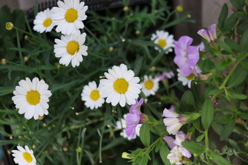 Fototapeta premium Daisies in a garden