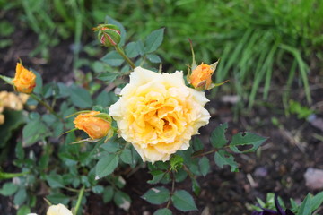 Yellow roses and blossoms