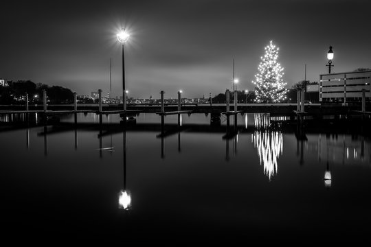 Christmas tree on lake in black and white