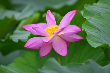 Fototapeta premium lotus