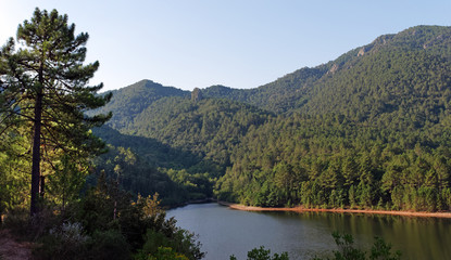 Fototapeta na wymiar Forêt et lac de Sampolo en Corse