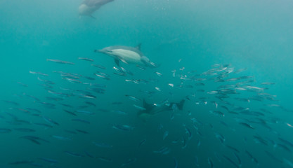 Common dolphins feeding on sardines during the annual sardine run off the east coast of South Africa.