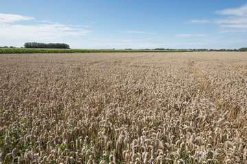 Wheat field just before the harvest on a field in Flanders.