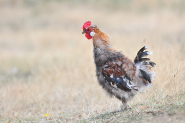 Beautiful multi colored rooster on farm. Colorful cock in backyard
