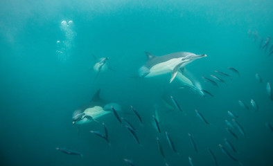 Fototapeta premium Common dolphins feeding on sardines during the annual sardine run off the east coast of South Africa.