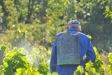 Man spraying a vineyard. Man spraying chemicals on grapes in vineyard - obrazy, fototapety, plakaty
