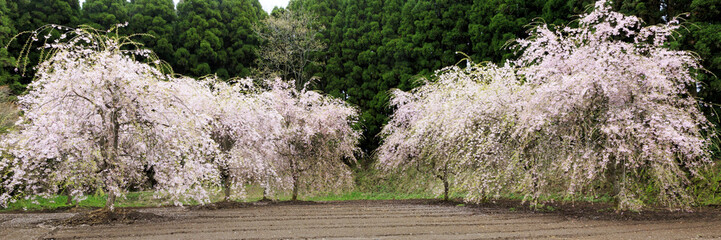 Obraz premium Cherry blossom in Kyushu Japan