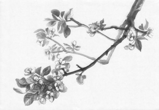 Apple tree flowering ink painting