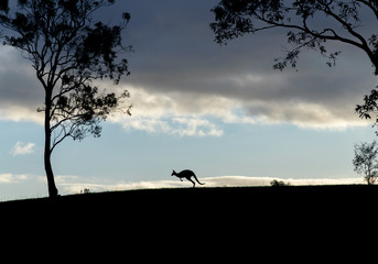 Kangaroo