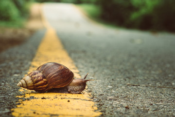 Snail crosses the yellow line on street,  Business and finance concept , success from patience ,Slow economic growth - obrazy, fototapety, plakaty